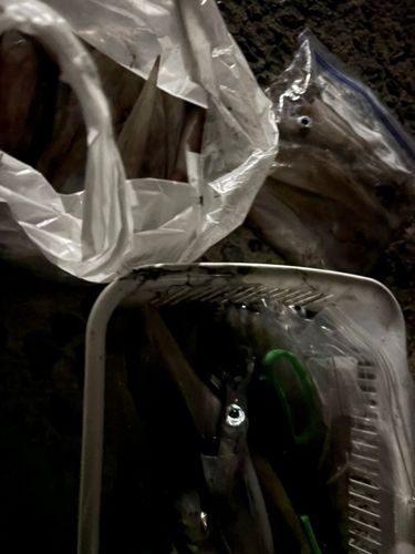 ヤリイカの釣果