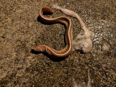 ヌタウナギの釣果