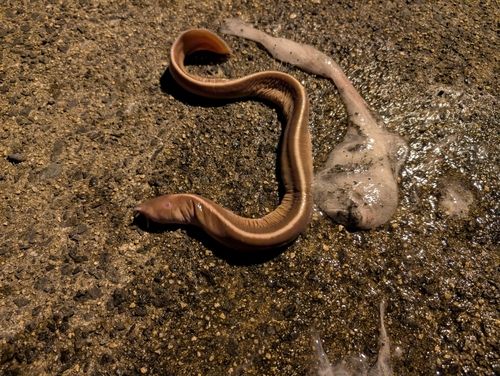 ヌタウナギの釣果