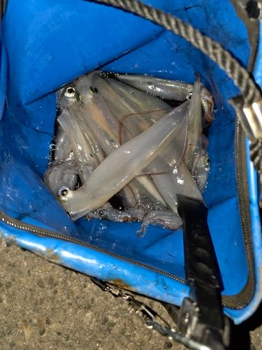 ヤリイカの釣果