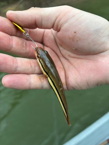 トーマンの釣果