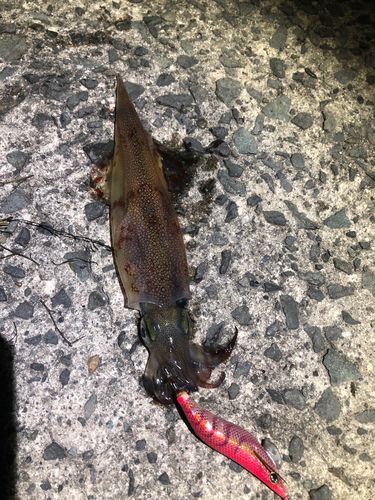 ヤリイカの釣果