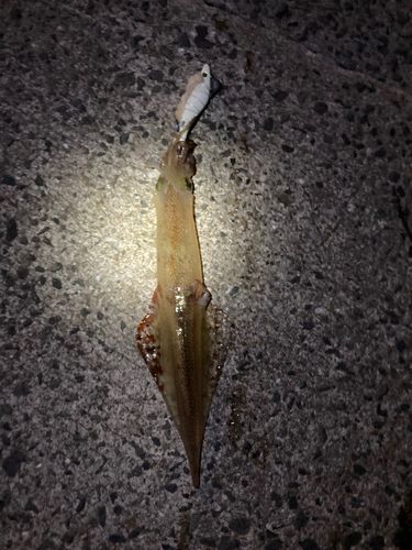 ヤリイカの釣果