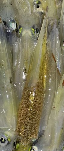 ササイカの釣果