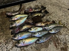 アジの釣果