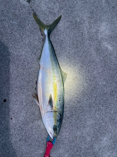 ハマチの釣果