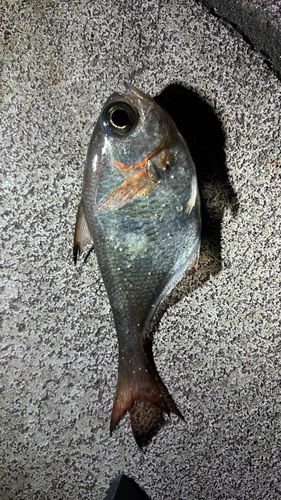 ハタンポの釣果