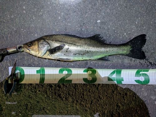 東京湾（アクアライン〜富津）