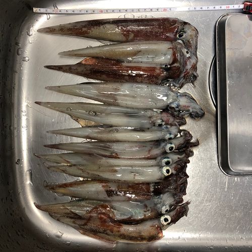 ヤリイカの釣果