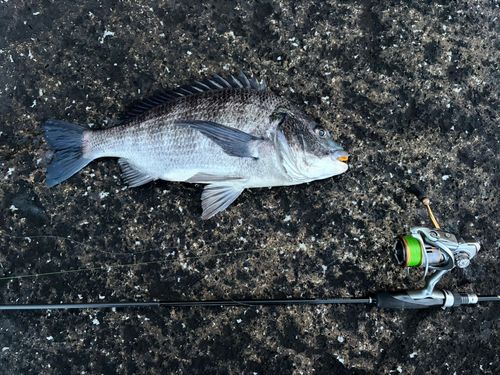 常滑りんくう釣り護岸