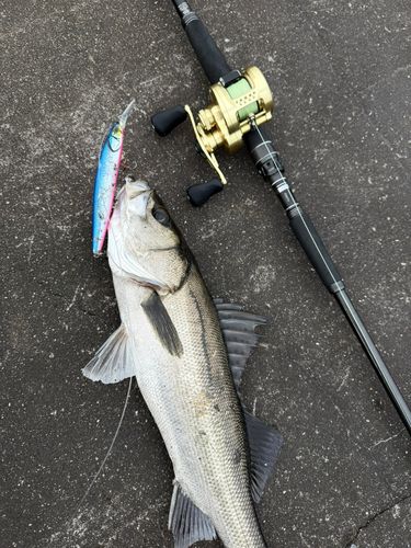 シーバスの釣果