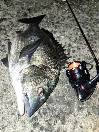 ✨ 福岡アングラー✨ 大島（福岡）で釣れたタイの釣り・釣果情報 - アングラーズ | 釣果600