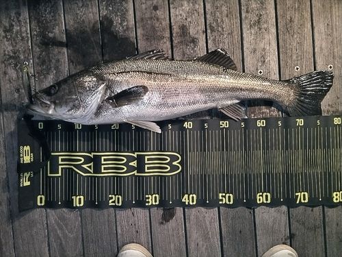 シーバスの釣果