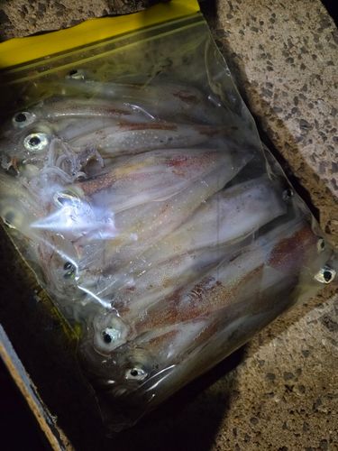 ササイカの釣果