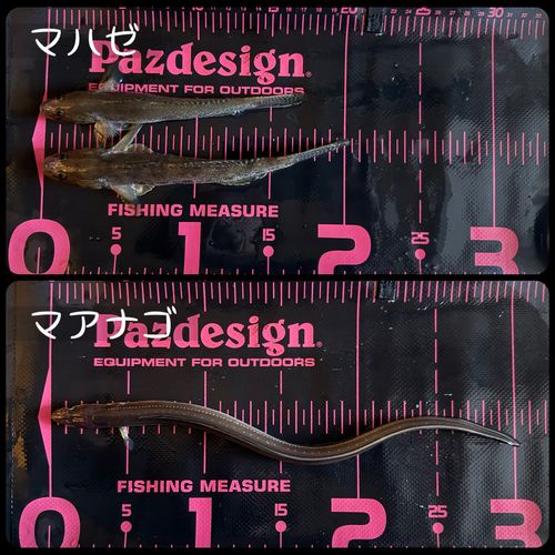 若洲海浜公園海釣り施設