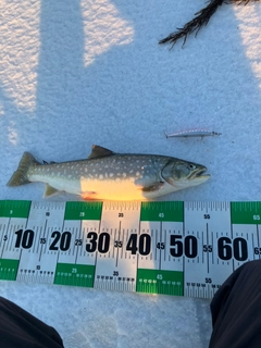 アメマスの釣果