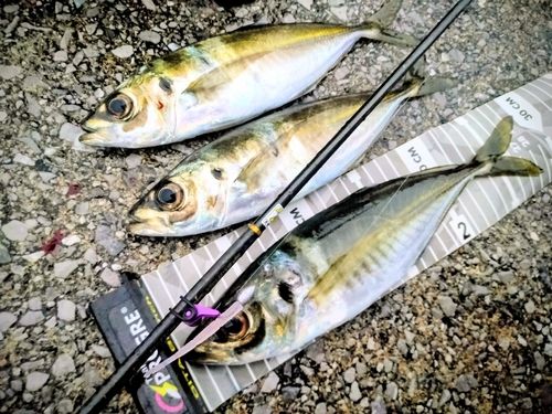 アジの釣果