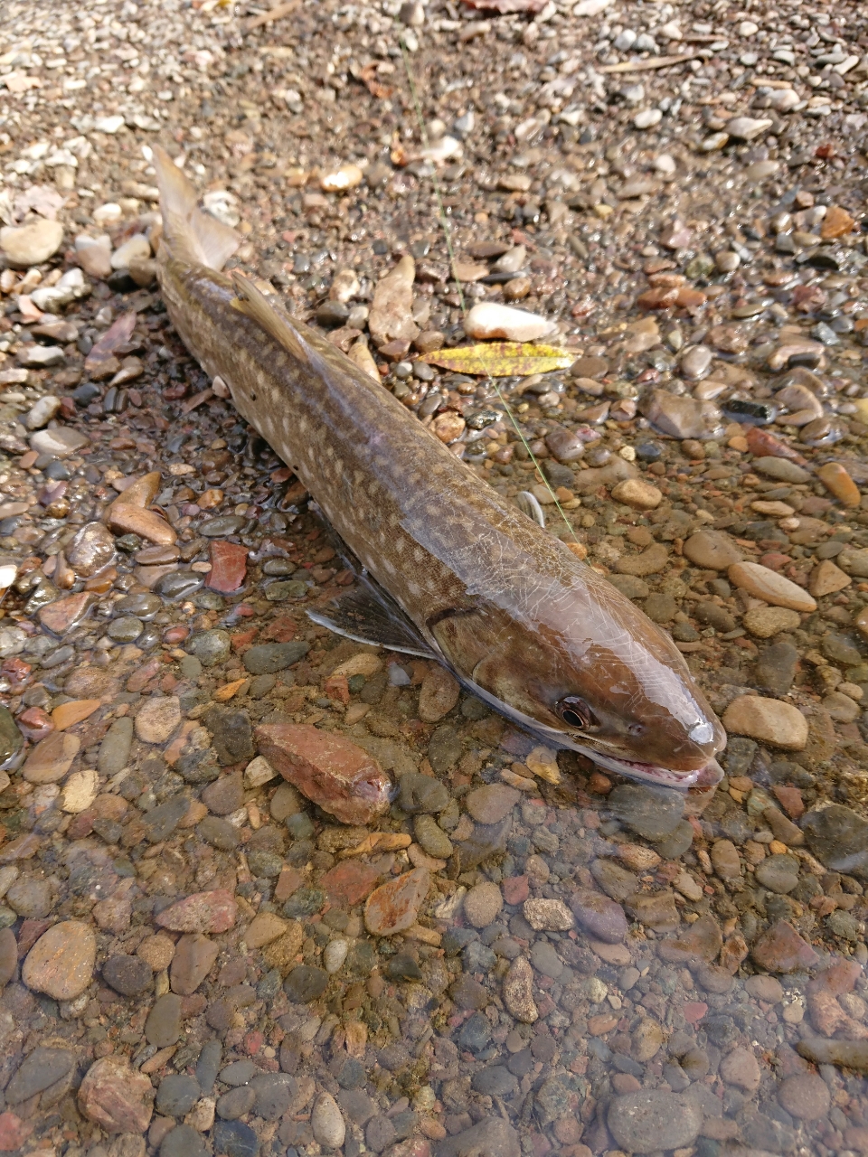 アメマス