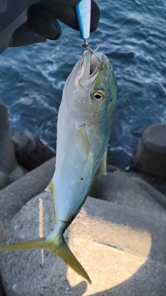コズクラの釣果