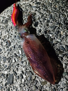 ケンサキイカの釣果