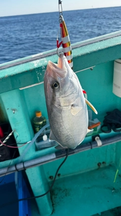カンパチの釣果