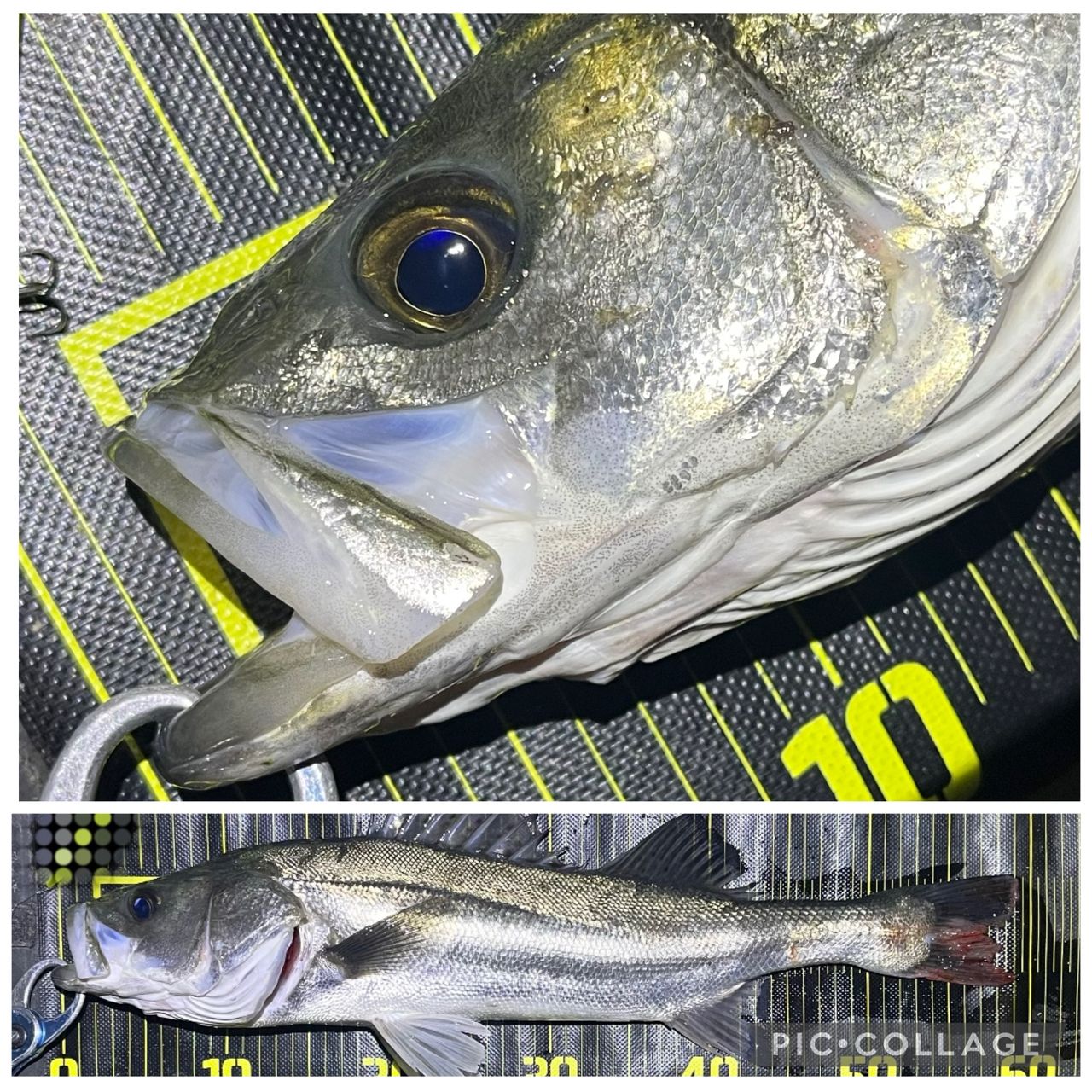 APIA フージン' Z GENEROUS 94Mの最安値・インプレ・釣果 | 本音の