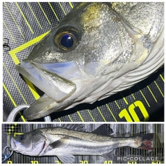 シーバスの釣果