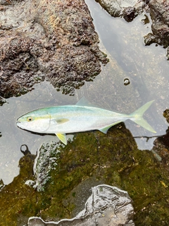 ツバスの釣果