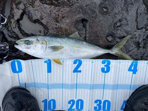 ハマチの釣果