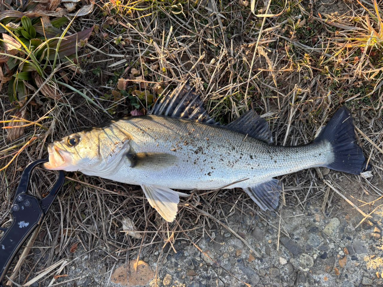 DAIWA 21モアザン ブランジーノ EX AGS 94MLの最安値・インプレ・釣果