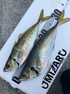 アジの釣果