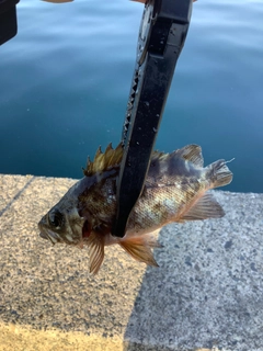 アカメバルの釣果