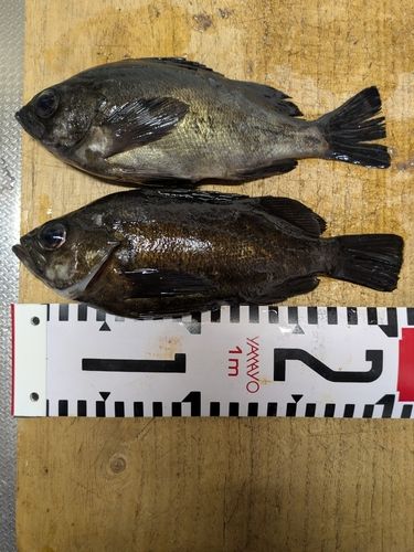 シロメバルの釣果
