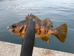 クロメバルの釣果