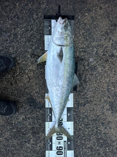 ブリの釣果