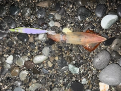 マルイカの釣果
