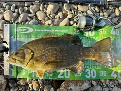 スモールマウスバスの釣果