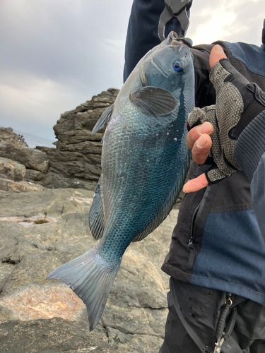 クロの釣果