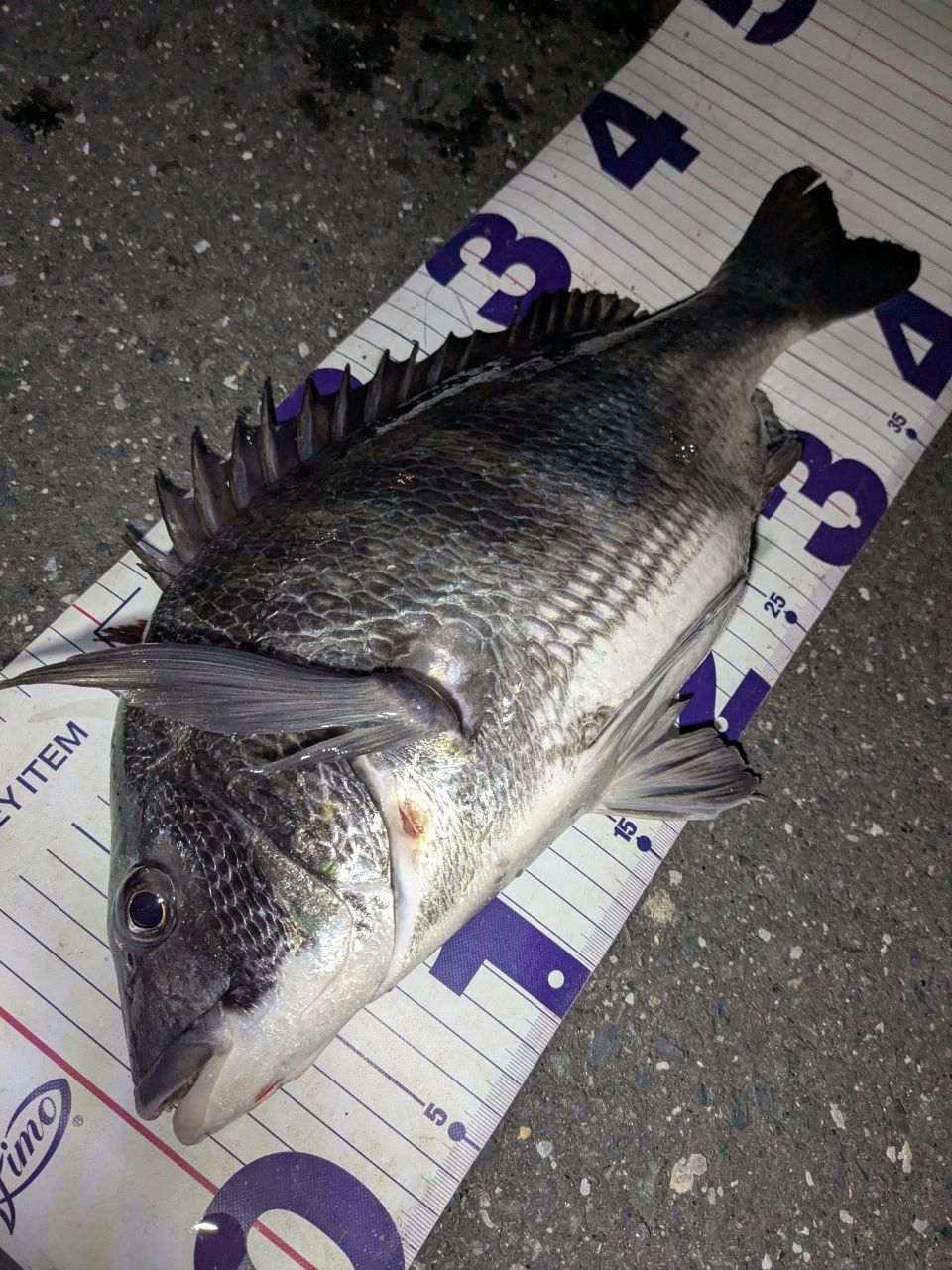 DAIWA 23エアリティ PC LT3000-XHの最安値・インプレ・釣果 | 本音の