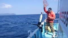 メジロの釣果
