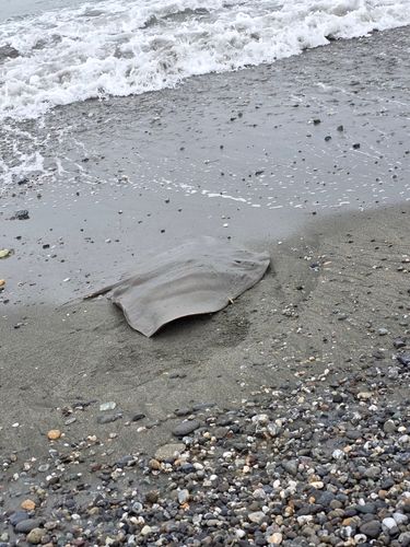 エイの釣果