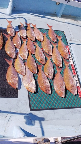 マダイの釣果