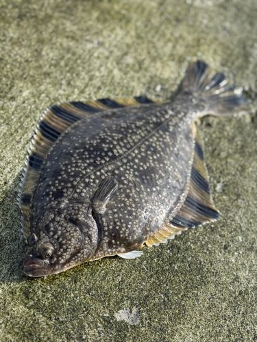 カワガレイの釣果