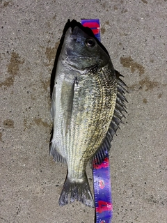 ミナミクロダイの釣果