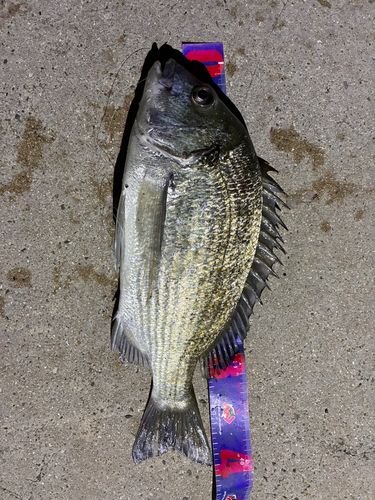 ミナミクロダイの釣果