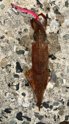 ヤリイカの釣果