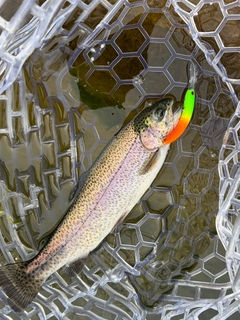 ニジマスの釣果