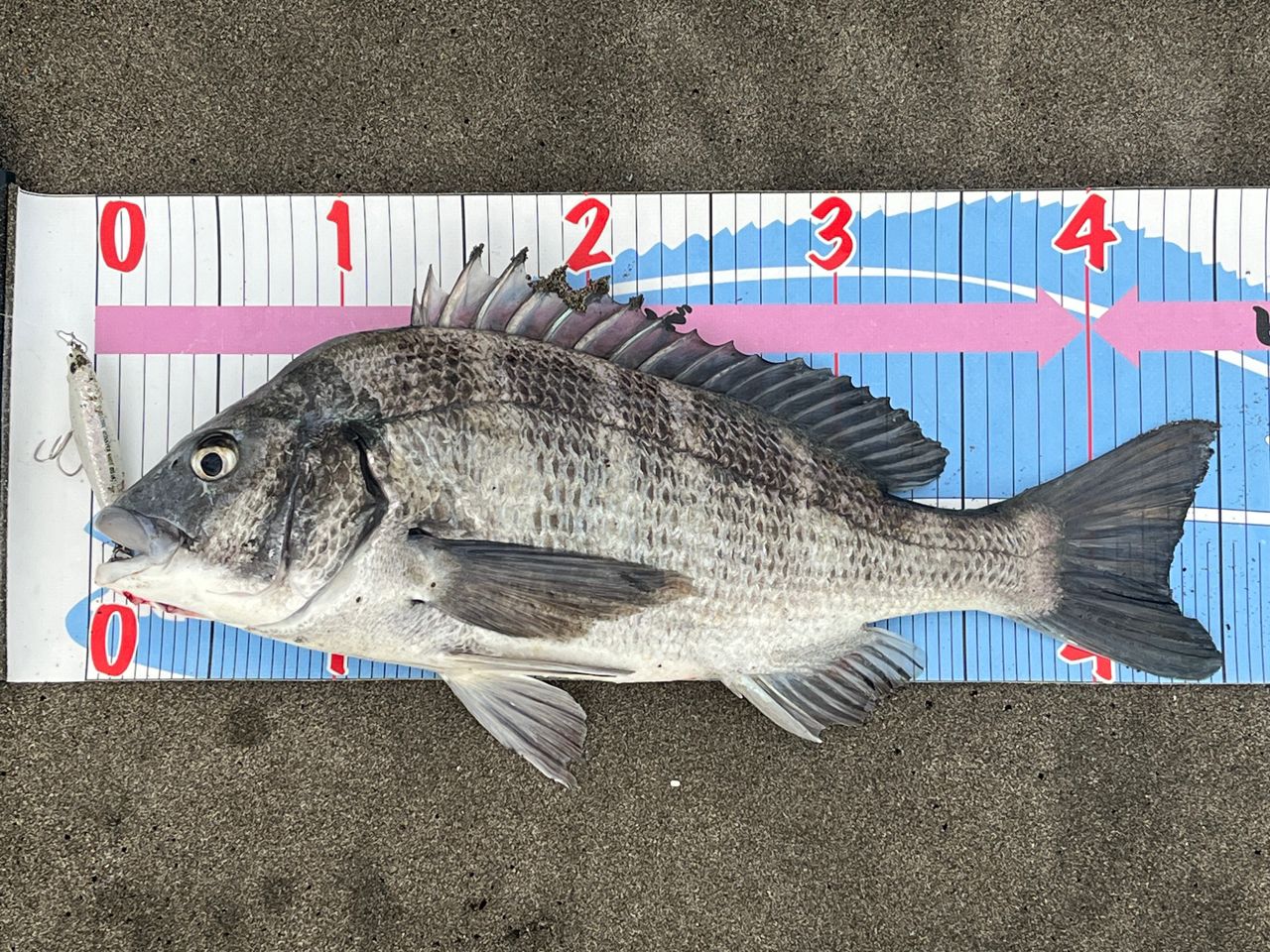 SHIMANO 19ヴァンキッシュ 4000XGの最安値・インプレ・釣果 | 本音の