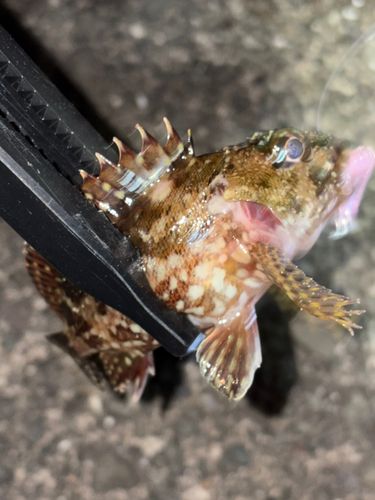 カサゴの釣果