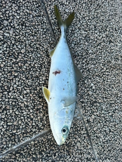 サゴシの釣果